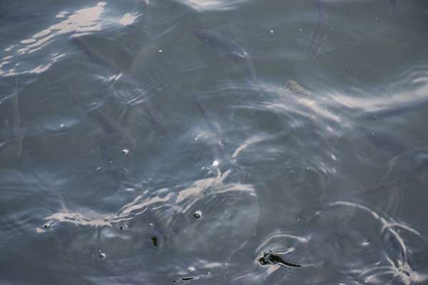 完成鴻蒙化升級改造！全國首座鴻蒙智慧水廠來了