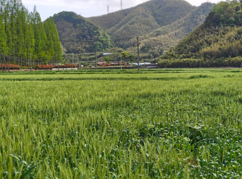 蘇州智能激光除草機器人技術研討會暨現場演示活動在常熟舉辦